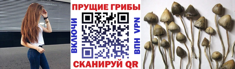 хочу наркоту  Ногинск  Галлюциногенные грибы Magic Shrooms 